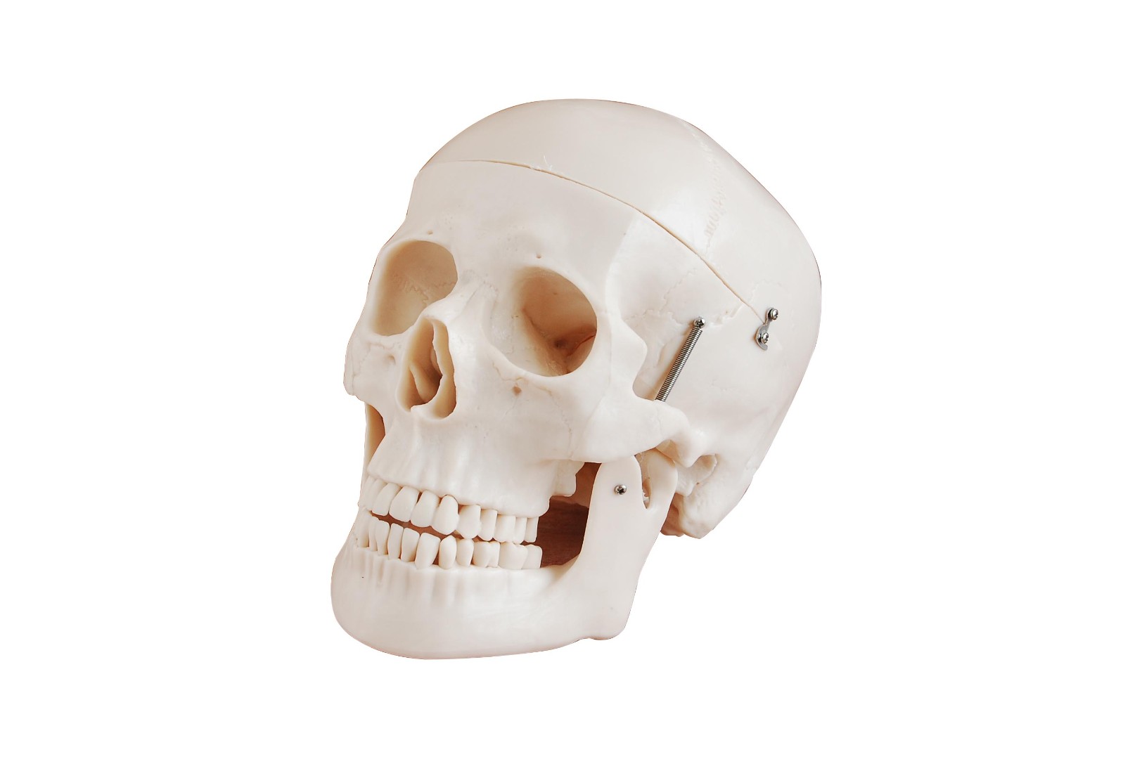 Модель черепа человека (DM-SK1121A)