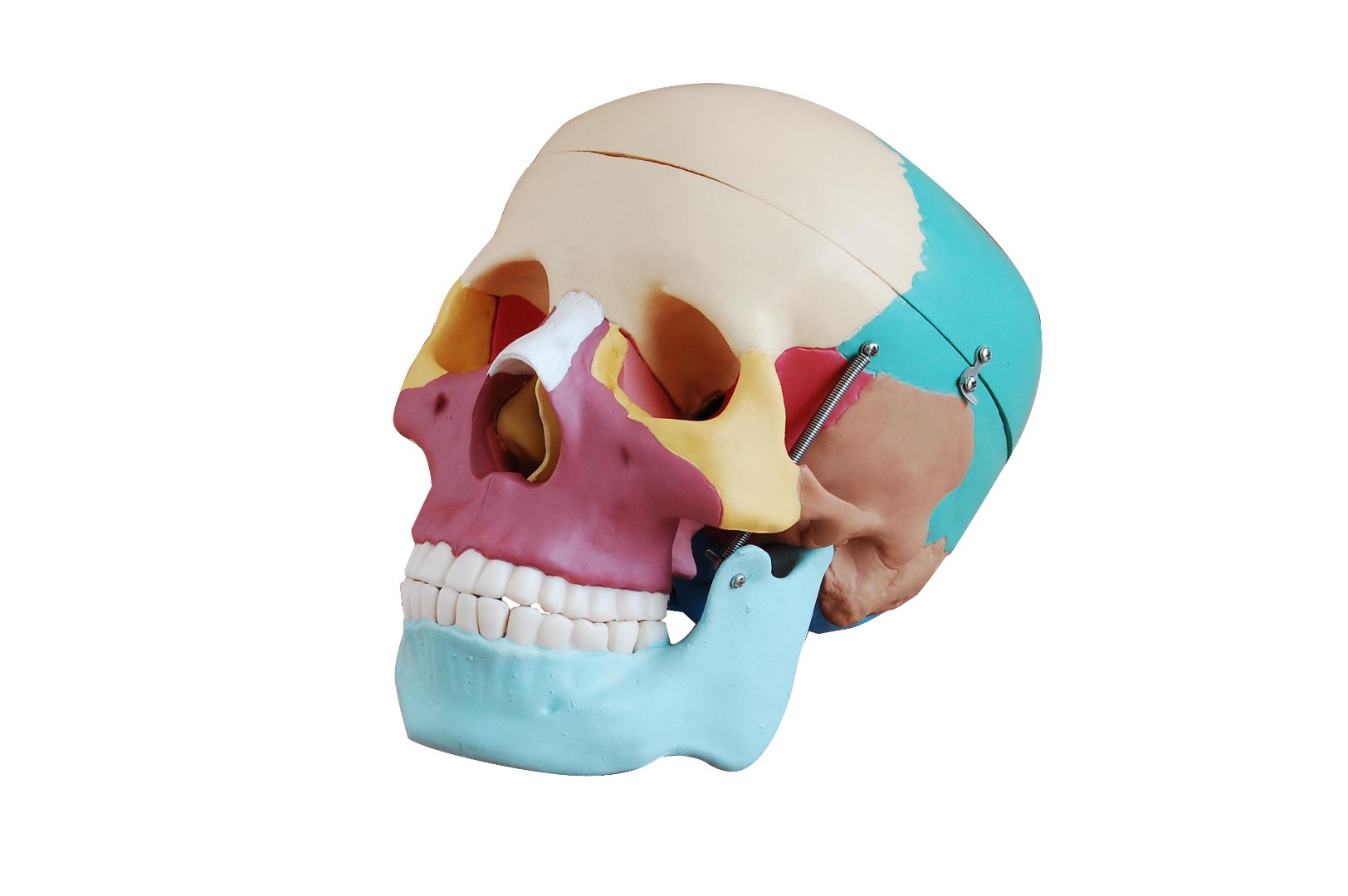 Модель черепа человека раскрашенная (DM-SK1121)