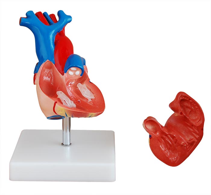 Модель сердца человека в натуральную величину (DM-S6016)