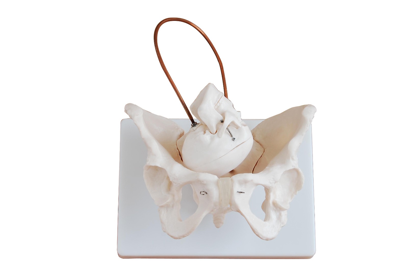 Модель женского костного таза с черепом новорожденного (DM-SK1128-1)