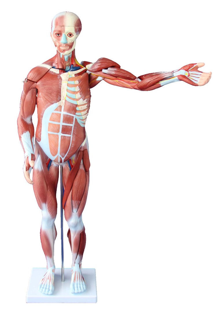 DM-T1010 Модель мышечной системы человека 80 см