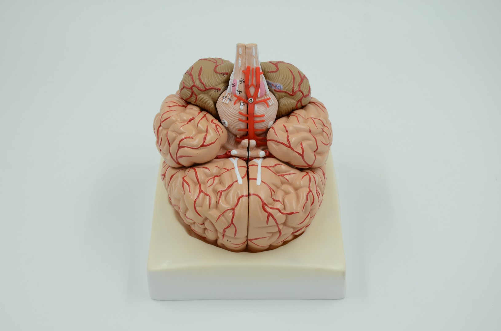 DM-PP1001A Модель мозга с артериями и нервами, в натуральную величину, 9 частей
