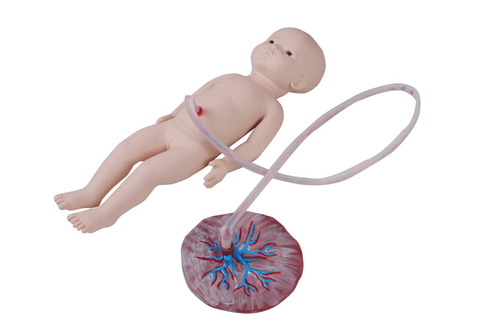 DM-PS6607 Фантом новорожденной девочки с пуповиной и плацентой