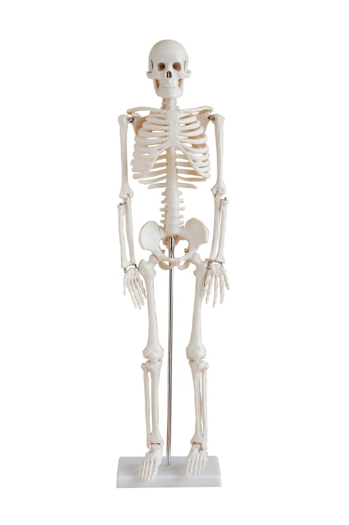 DM-SK1100 Модель скелета человека 85 см