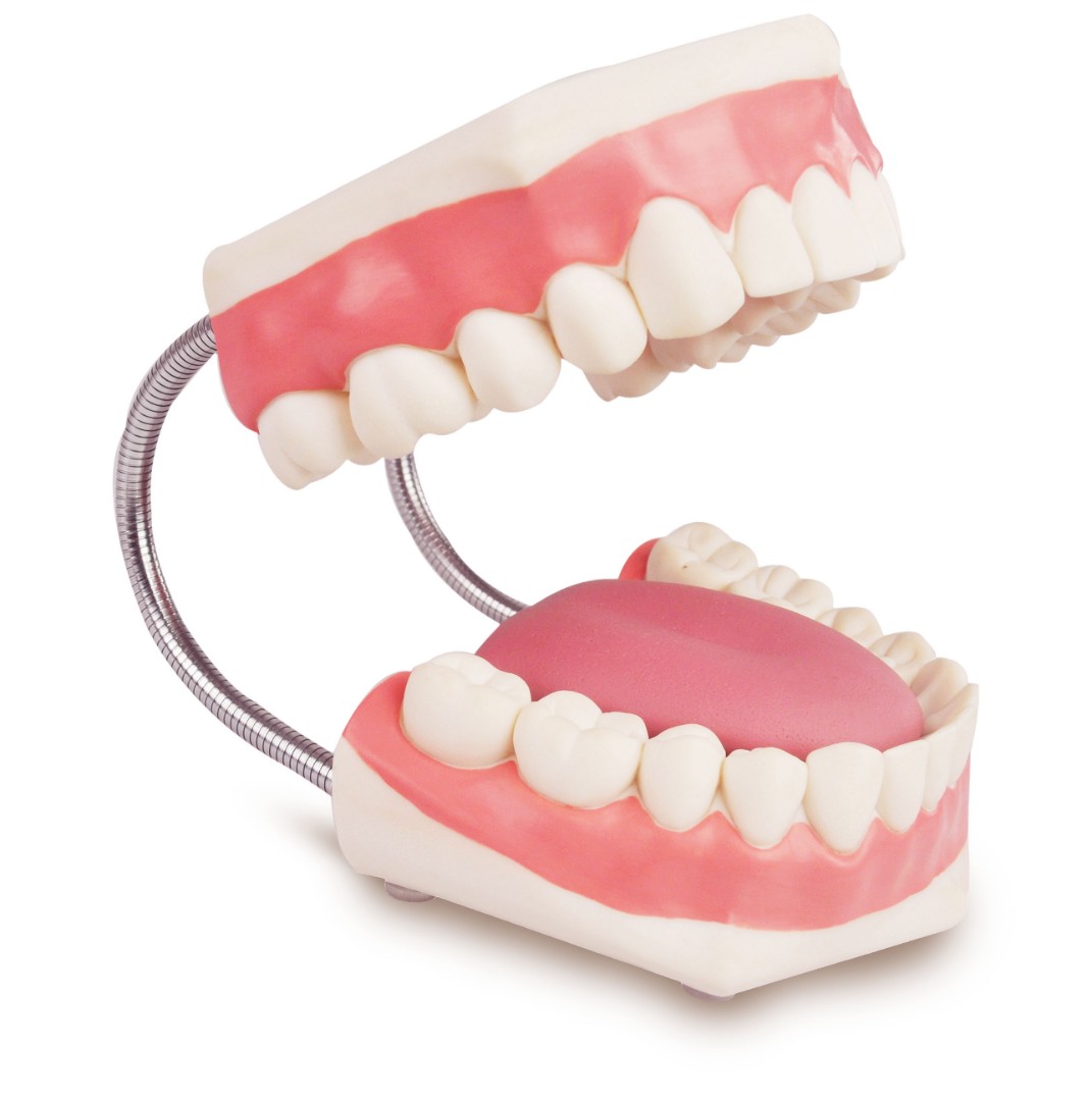 DM-NS6501 Модель зубов для ухода, увеличенная в 5 раз