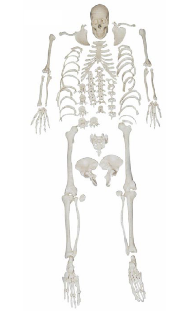 HZ-130 Набор костей скелета человека с черепом