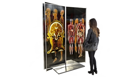Изображение 1 товара Наглядная учебная модель «Анатомические срезы тела человека»