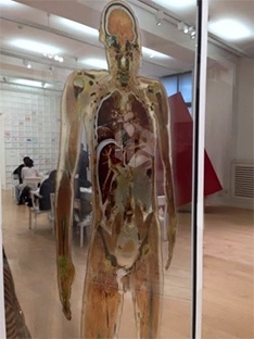 Изображение 2 товара Наглядная учебная модель «Анатомические срезы тела человека»