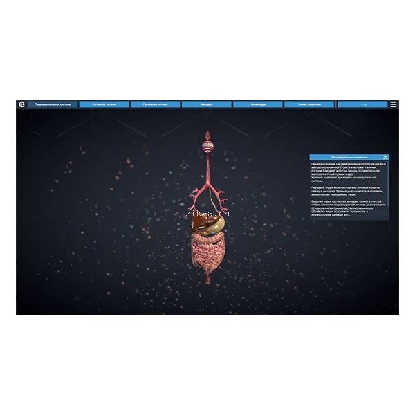 Изображение 4 товара Виртуальный программный комплекс «Строение пищеварительной системы человека»