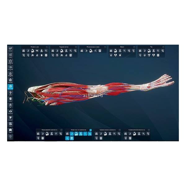 Изображение 3 товара Атлас анатомии человека PL-Anatomy