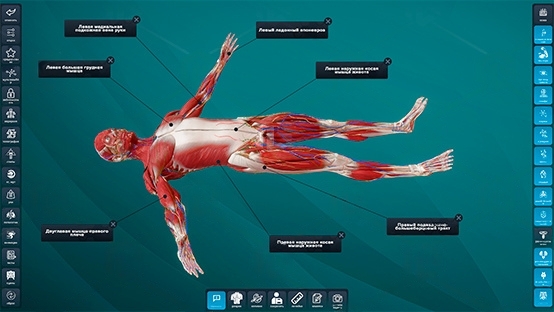 Изображение 5 товара Атлас анатомии человека PL-Anatomy
