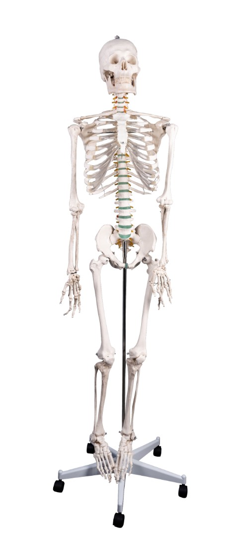 DM-SK1101 Модель скелета человека