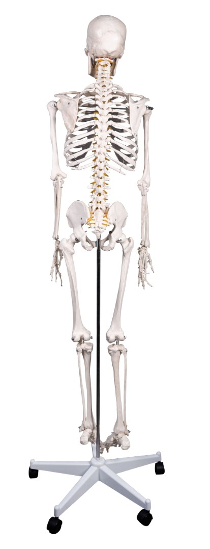 Модель скелета человека  (DM-SK1101)