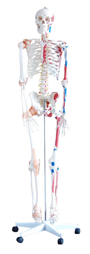 DM-SK1102 Модель скелета человека раскрашенная